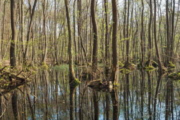 Erlenwald im Frühling