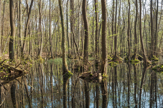 Erlenwald im Fr&uuml;hling
