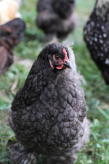 Blue Cochin hen free range outdoors with the rest of her mixed flock in someone's backyard. Extreme shallow depth of field with selective focus on chicken's face.