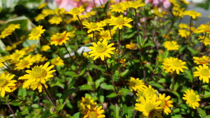 Gelbe bl&uuml;ten am Stiel