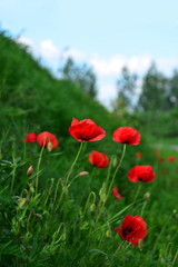 Field full of poppies flowers with sky background