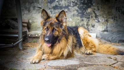 Adult German Shepherd in a portrait photo. A large dog lies peacefully on a concrete cube. Small depth of field.
