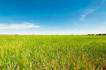 Green field, blue sky.