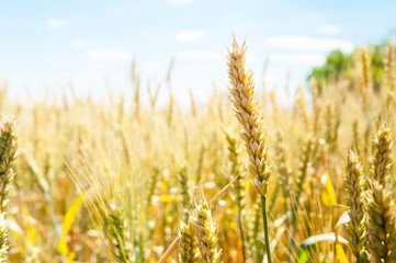 Fototapeta premium Wheat ears in the field.
