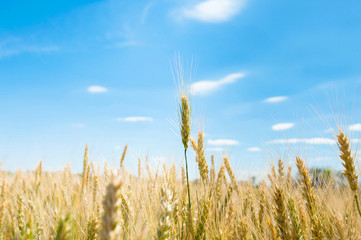 Wheat ears in the field.