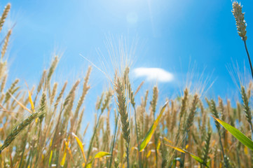 Obraz premium Sun glare through wheat ears.