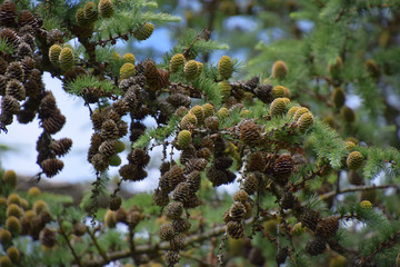 background of a big group of larch cones hanging on tree, green and brown larch cones on the branches
