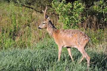 A deer shedding hair standing in a meadow