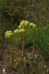 Wildblume in der Camargue