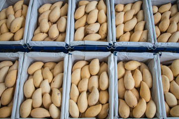 Mango is everywhere in Thailand.Mango in the market.