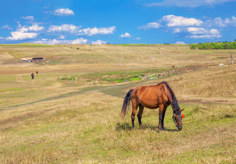 horse on the summer meadow