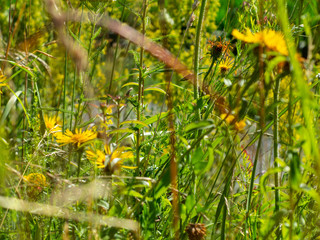 Pflanzen und Blumen im Herbst