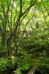 新緑の日本庭園