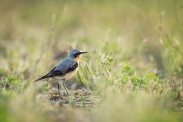 Fototapeta premium wheatear in a field