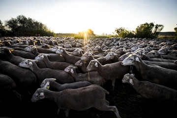 flock of sheep on a transhumance route