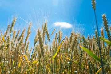 Obraz premium Sun glare through wheat ears.