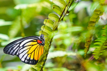 Painted Jezebel butterfly