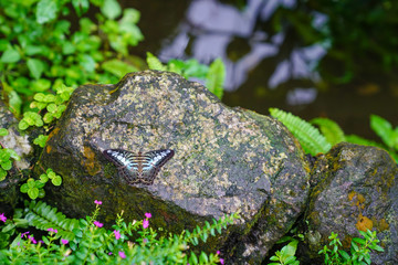 Butterfly with wings open wide