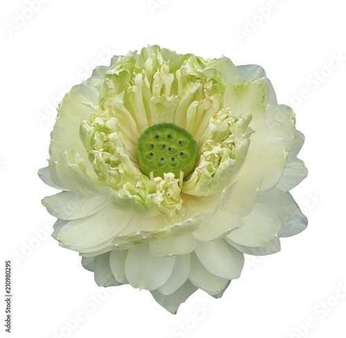 Flower White Nature Flowers Plant Green Isolated