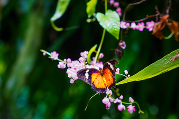 Red Lacewing with wings open wide