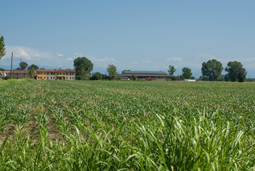 Obraz premium coltivazione di grano turco