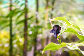 Butterfly in a park