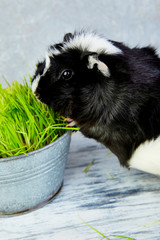Blacck guinea pig near vase with fresh grass.