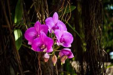 purple orchidees growing wild on a tree