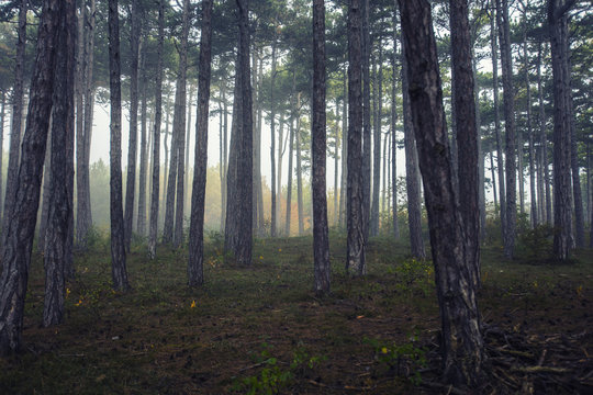 fairytale forest on misty morning © babaroga