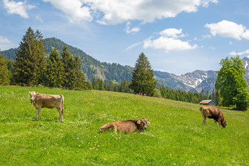 Naklejka premium Kühe - Herde - Alpen - Allgäu - Berge 