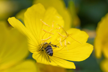 Honey bee collects pollen from an yellow flower in the garden
