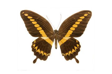 butterfly papilio hesperus m