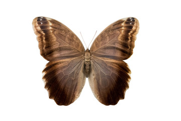 Obraz na płótnie Canvas butterfly Caliqo brasiliensis f