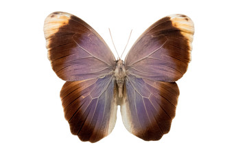 Obraz na płótnie Canvas butterfly Caligo beltrao m