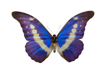 butterfly Morpho helena m