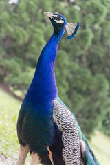 Obraz premium Peacocks at the Bagatelle Park, Paris.