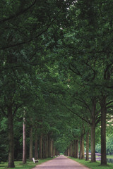 summer alley in the park