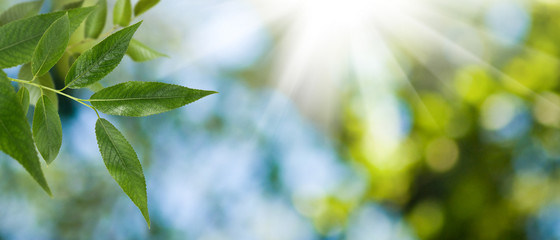 Fototapeta premium leaf on tree on green background