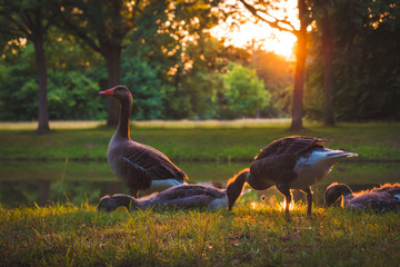geese walking in the park