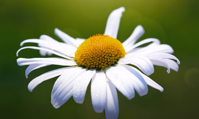 Obraz premium Macro Shot of white daisy flower in sunset light.