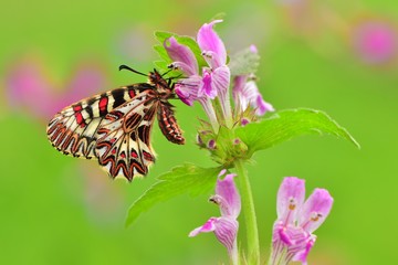 Zerynthia polyxena  104