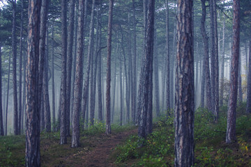 Fototapeta premium fairytale forest on misty morning 