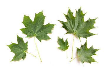 maple leaves and seeds on branches with on background isolated for floral design composition