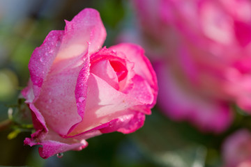 Pink rose in the summer garden.