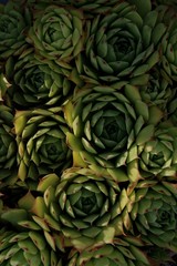 Obraz premium Minimal Garden Wallpaper