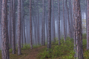 forest on misty morning 