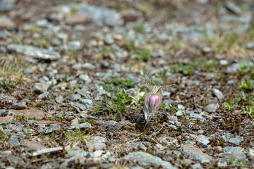 Blühende Küchenschelle