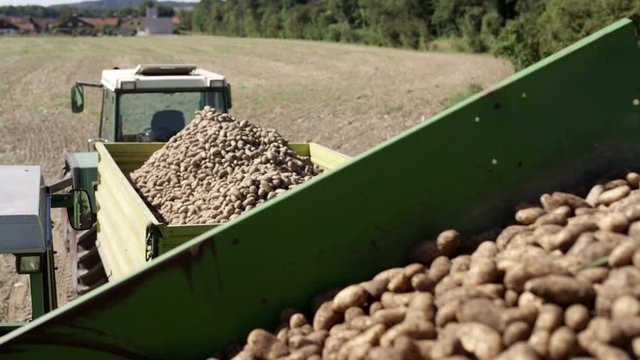 Kartoffelernte