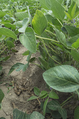 Green soy plant in agricultural field