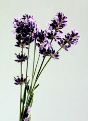 lavender herb with lila,velvet flowers